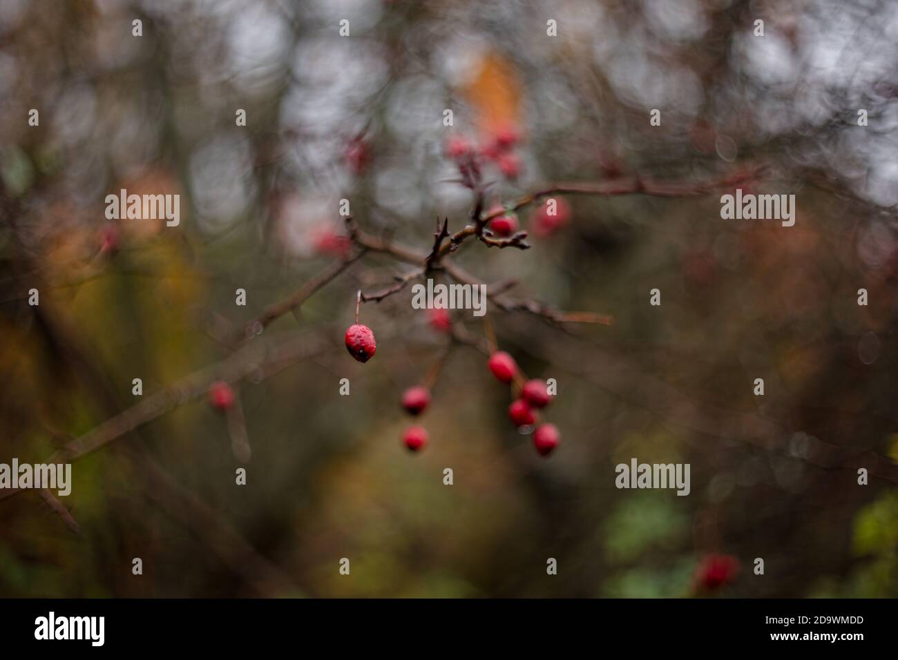 Red berries on branch close-up with selective focus and swirly bokeh. Vintage Helios 77M4 russian lens. Stock Photo