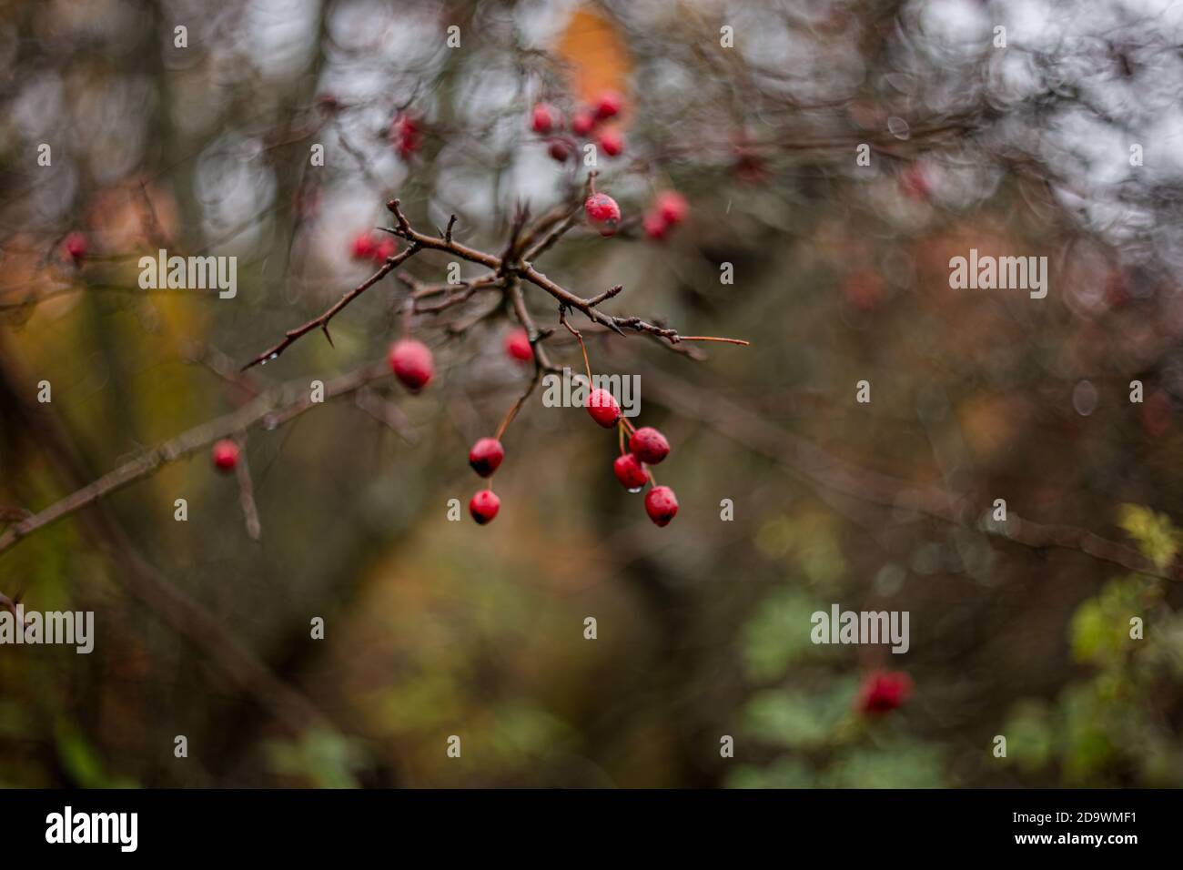 Red berries on branch close-up with selective focus and swirly bokeh. Vintage Helios 77M4 russian lens. Stock Photo