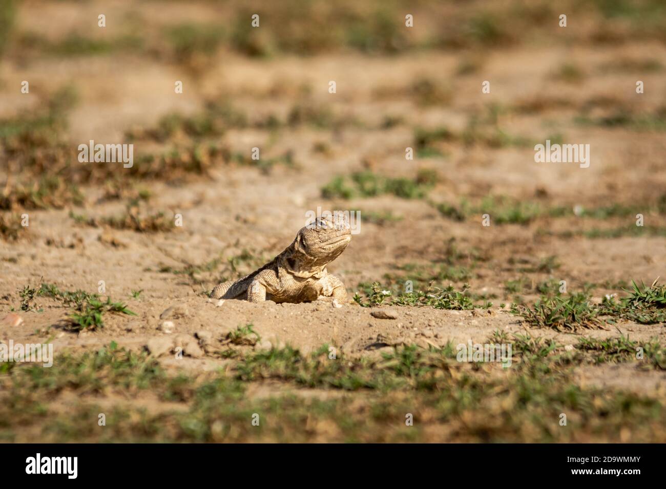 Spiny tailed lizards or Uromastyx emerging from its burrow or bill at tal chhapar sanctuary rajasthan india Stock Photo