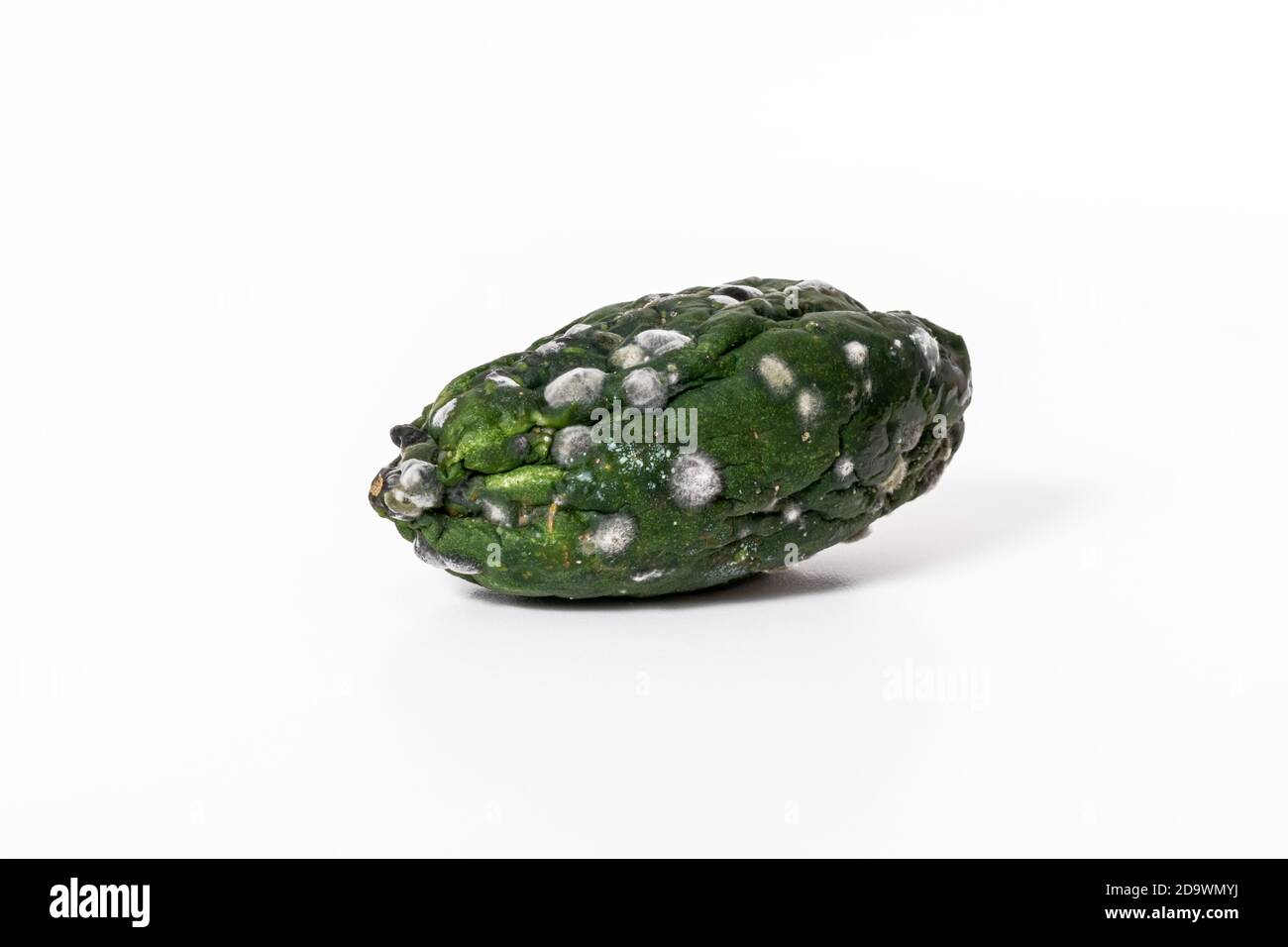 Spoiled cucumber covered with mold isolated on white background. Stock Photo