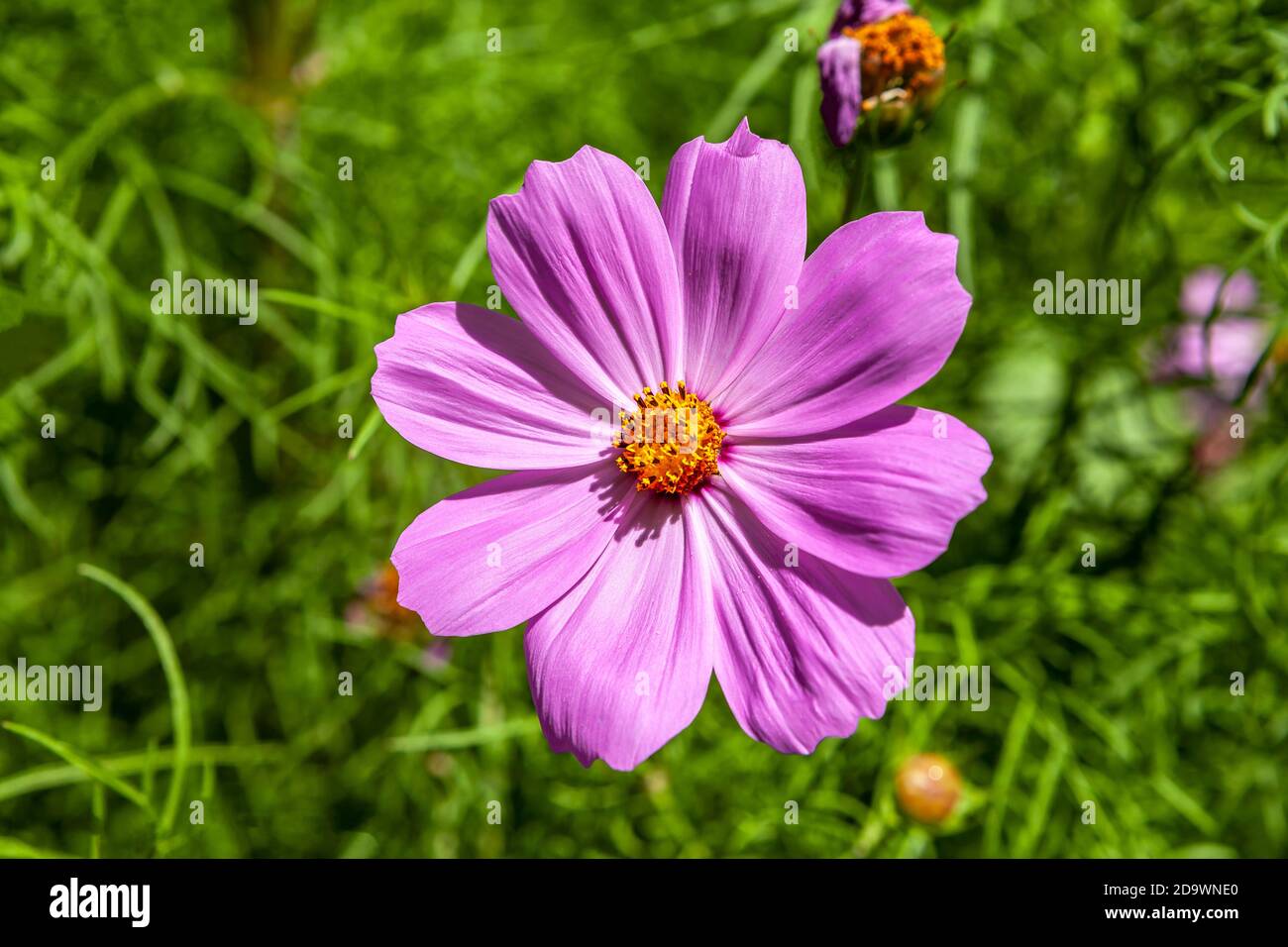 Detailed view of a colorful vibrant pink Cosmos flower Stock Photo