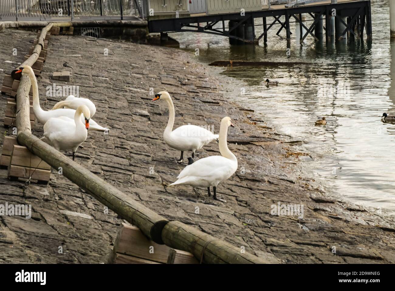 White Swans swimming at a lake Stock Photo - Alamy