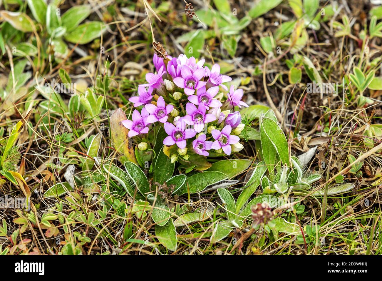 purple plateau flower in meadow Stock Photo
