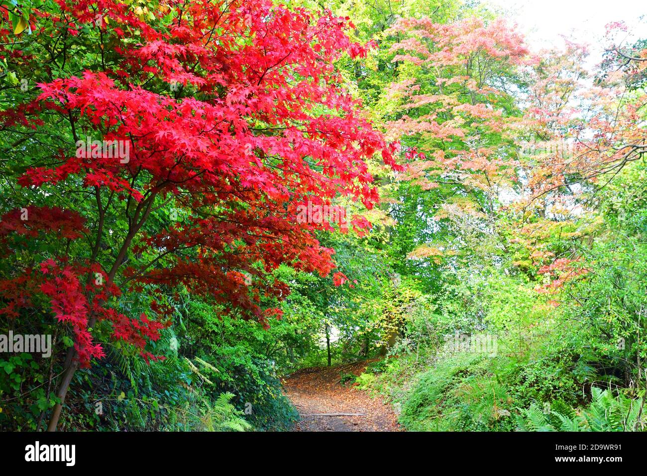 Autumn colours in Britain, trees, countryside, UK Stock Photo Alamy