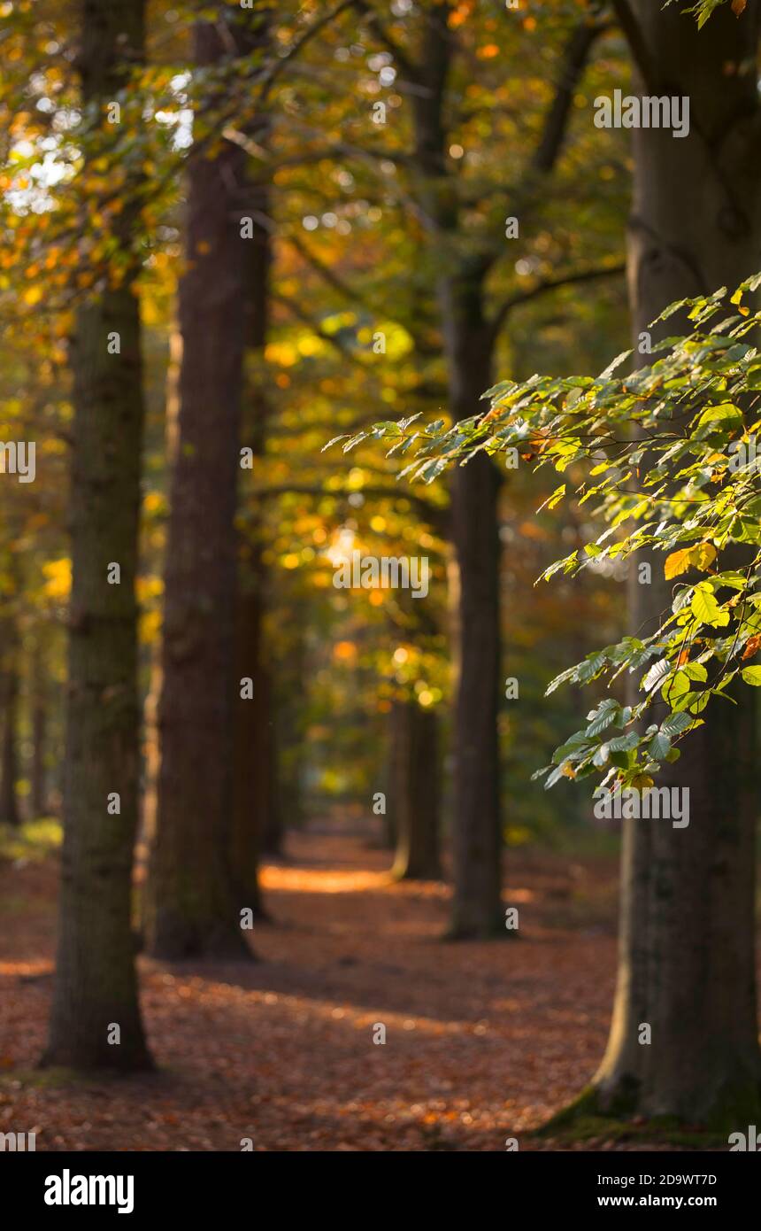 Autumn landscape with colorful colored leaves of beech trees in the Netherlands Stock Photo