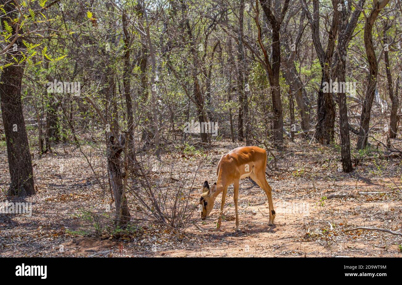 Camp Impala High Resolution Stock Photography and Images - Alamy