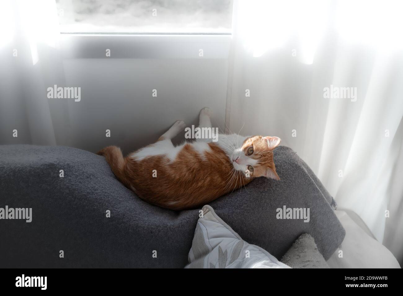 brown and white cat with yellow eyes lying on a sofa under the window ...