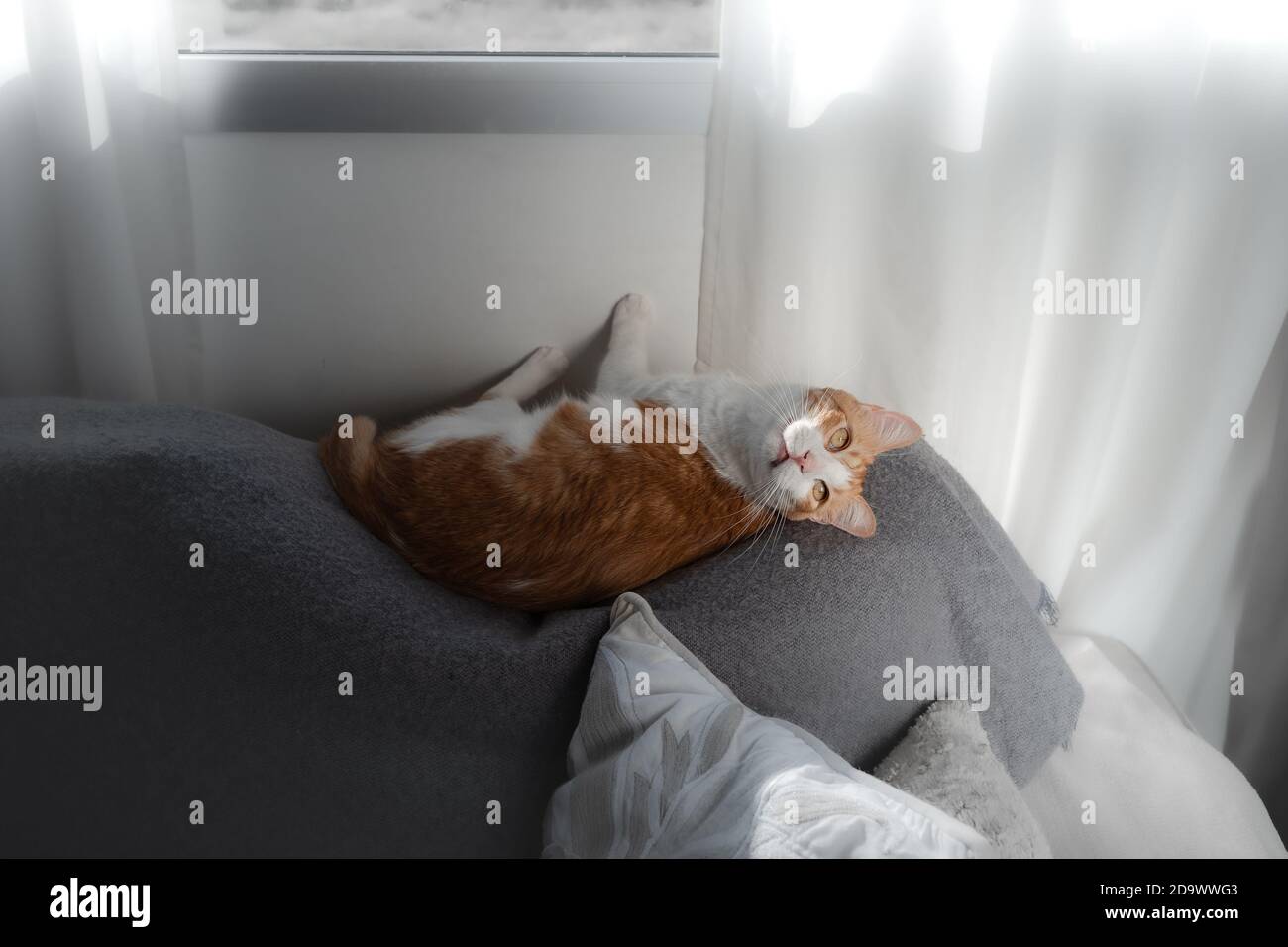 brown and white cat with yellow eyes lying on a sofa, looks back Stock ...