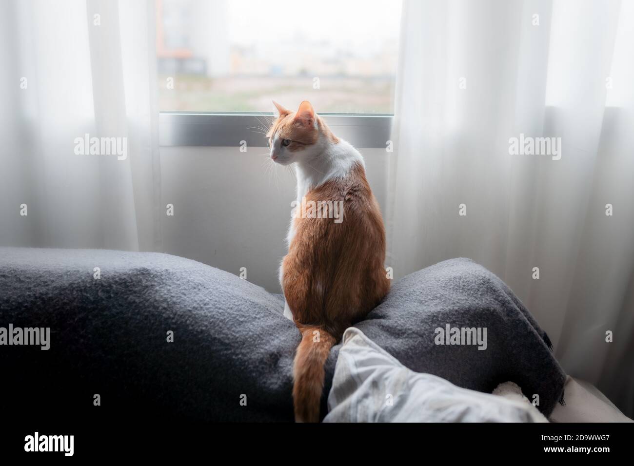 brown and white cat with yellow eyes sitting on a sofa, looks back ...