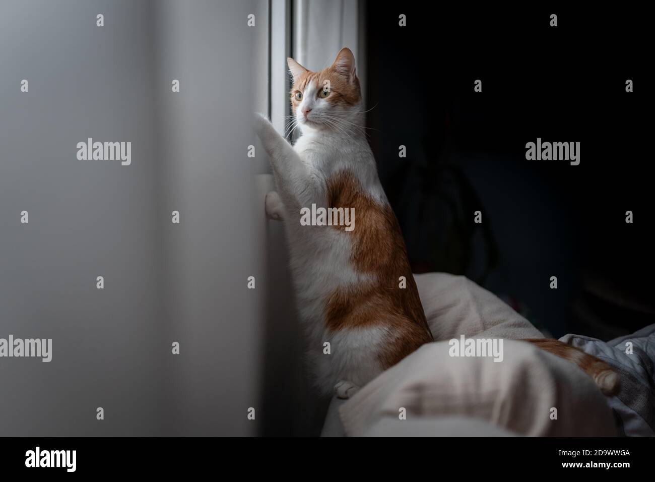 brown and white cat with yellow eyes sitting on a sofa, looks out from ...