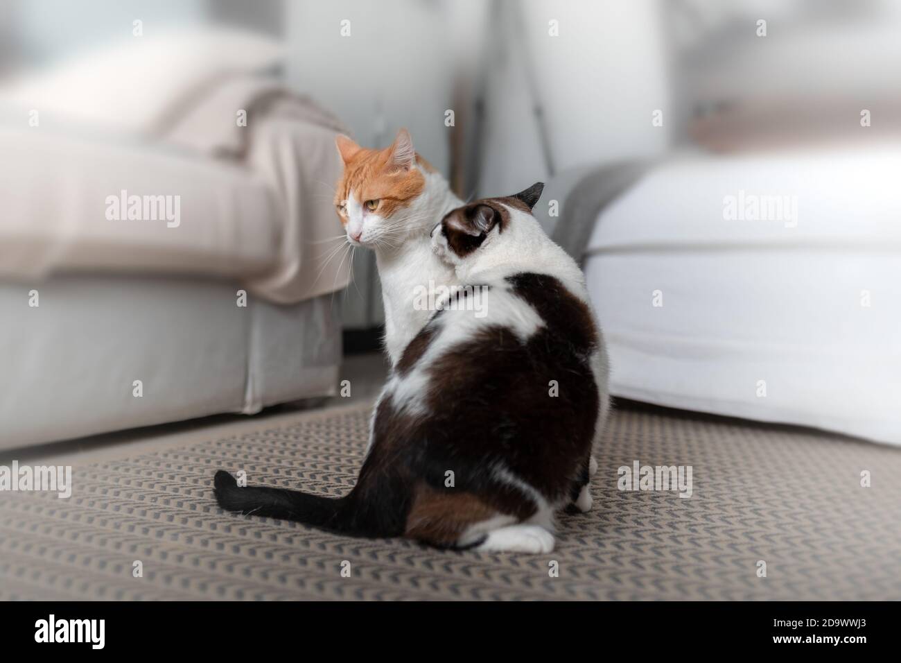 a black and white cat licks the neck of a brown and white cat on the