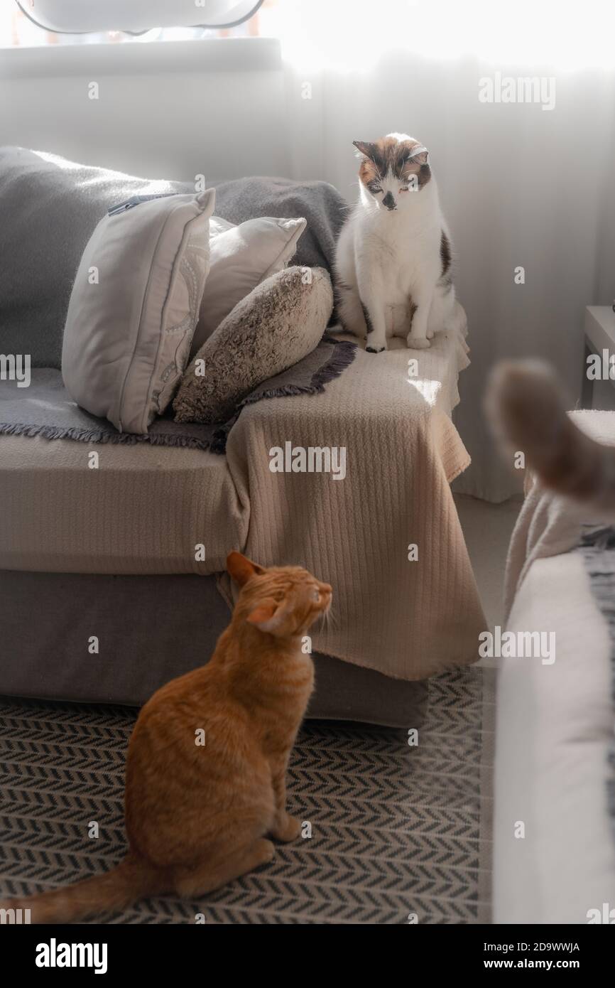 two domestic cats interact in the sofa. vertical composition Stock Photo