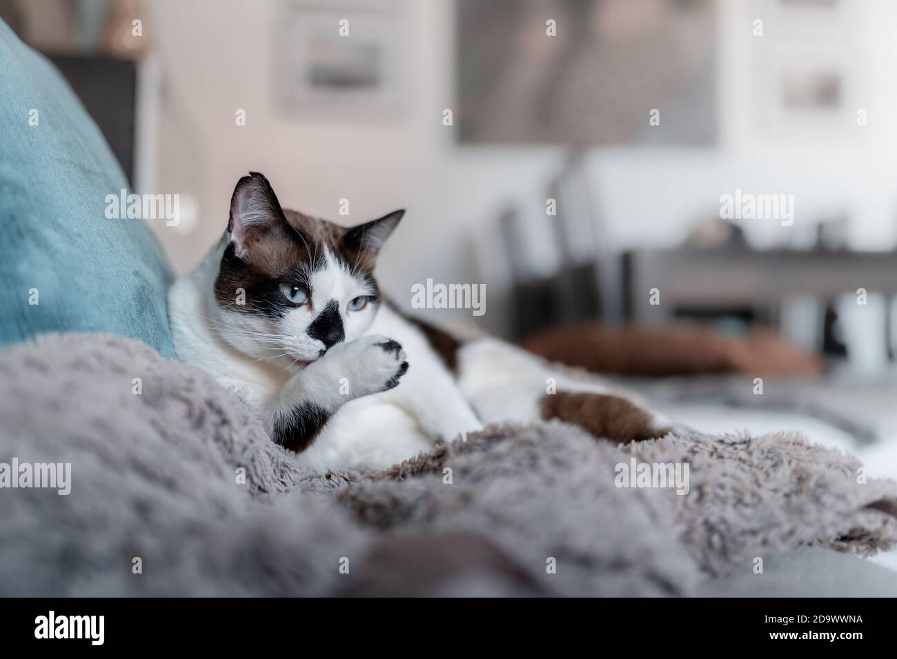 black and white cat with blue eyes lying on a blanket , licks its paw