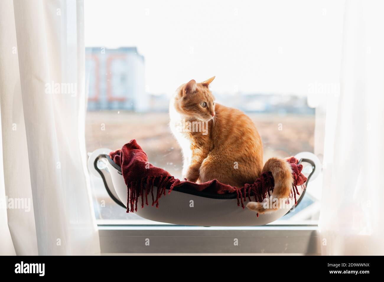 brown tabby cat with green eyes sitting on a hammock by the window ...