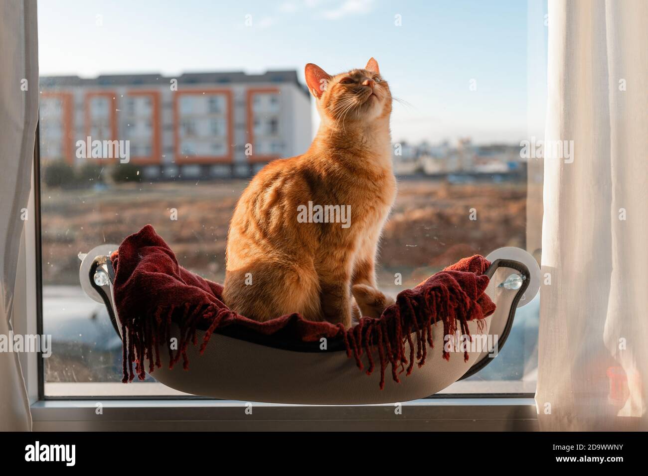 brown tabby cat with green eyes sitting on a hammock by the window ...
