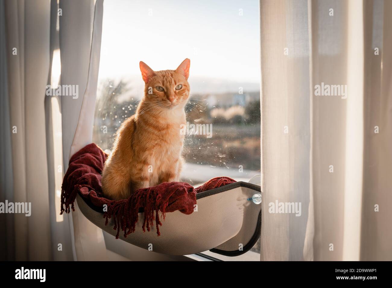brown tabby cat with green eyes sitting on a hammock by the window ...
