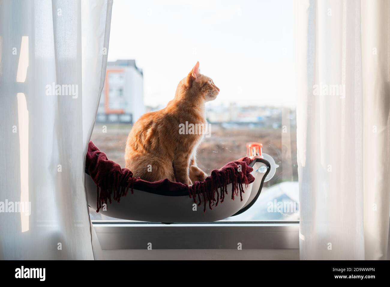 brown tabby cat sitting on a hammock by the window. profile view Stock ...