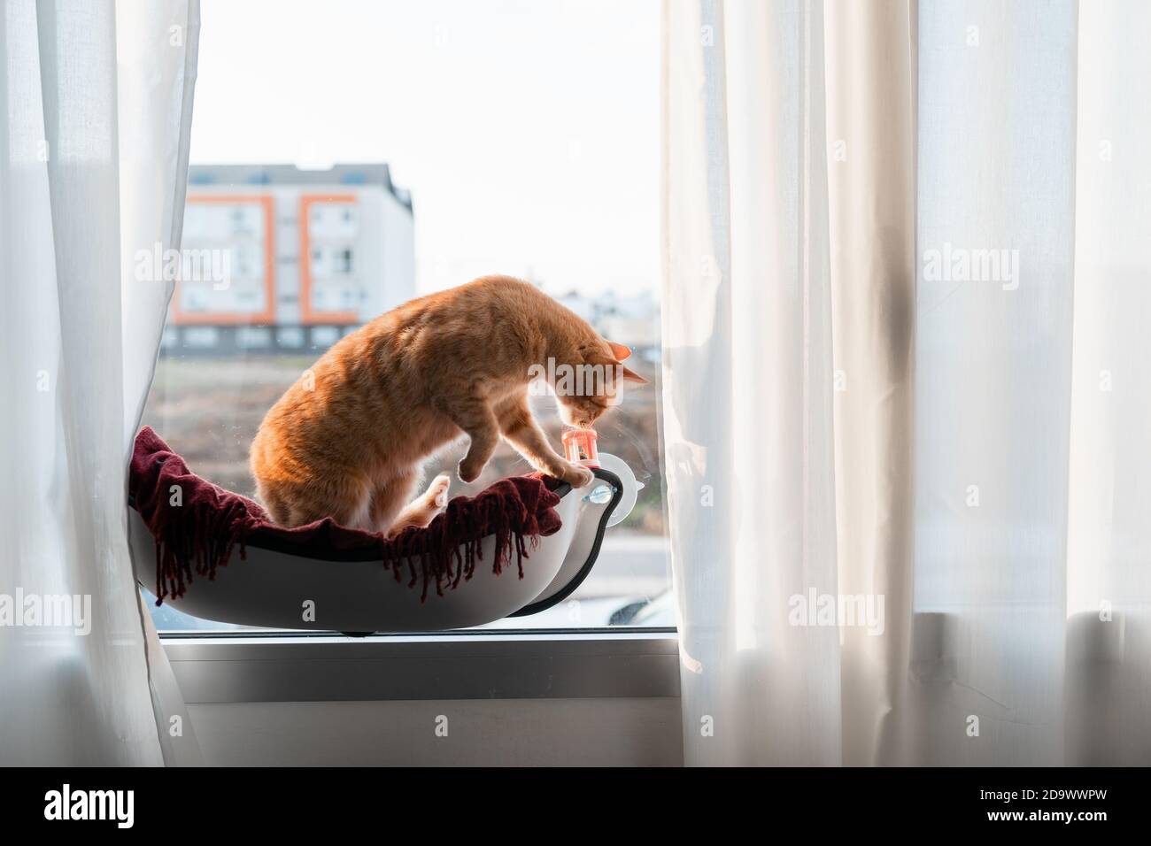 brown tabby cat sitting on a hammock by the window Stock Photo - Alamy