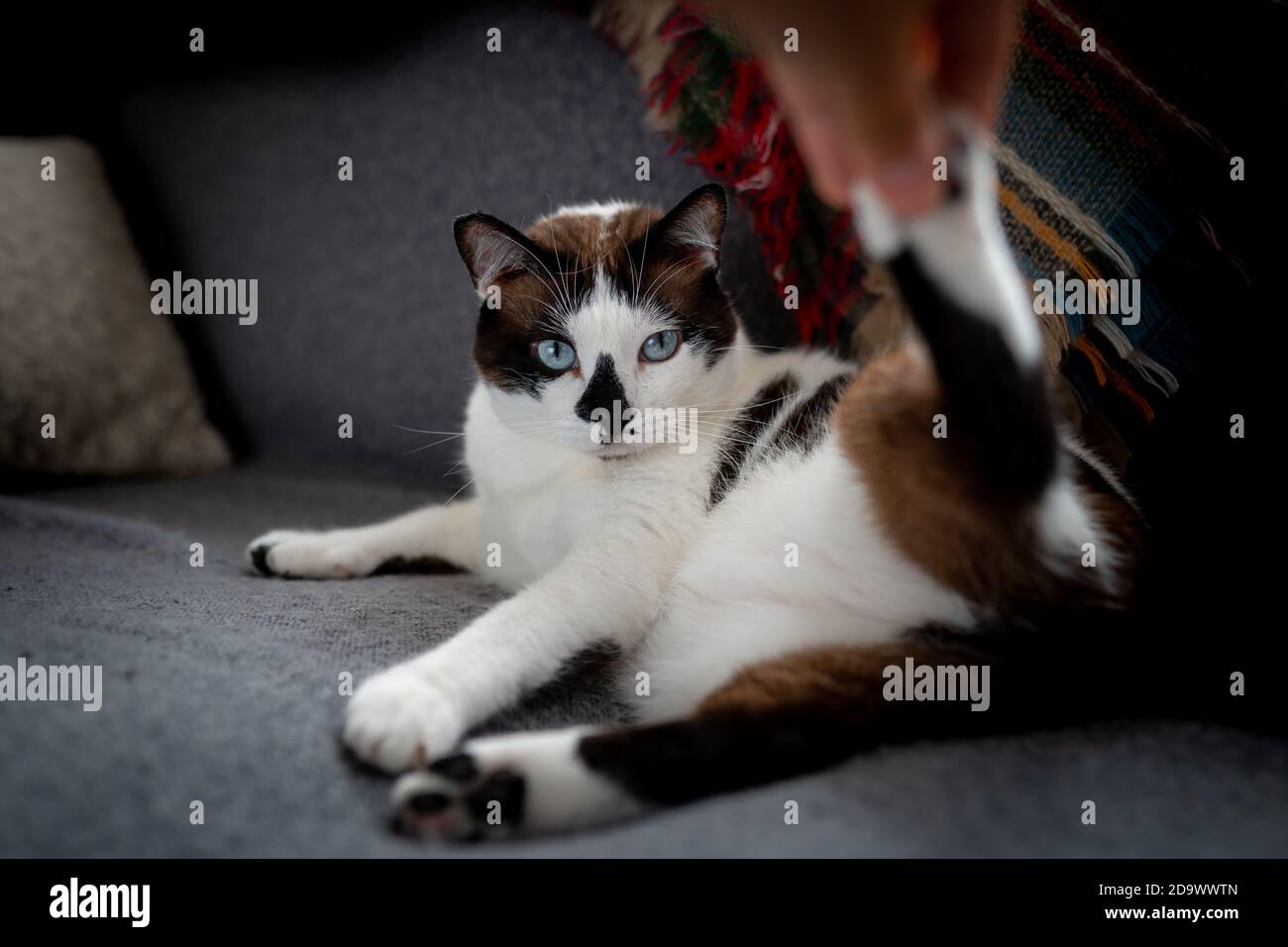 a black and white cat with blue eyes shows annoyance when a hand raises