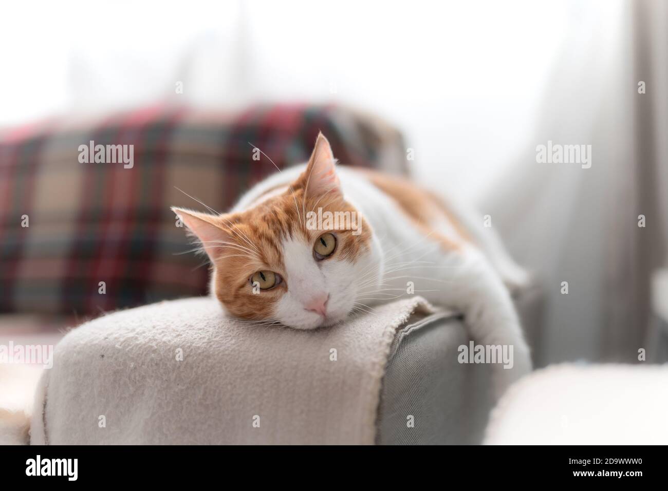 a brown and white cat with yellow eyes lying on a sofa, looks at the ...