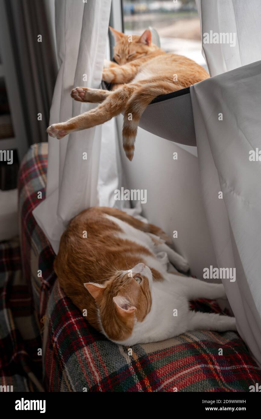 two domestic cats sleep by the window. vertical composition Stock Photo