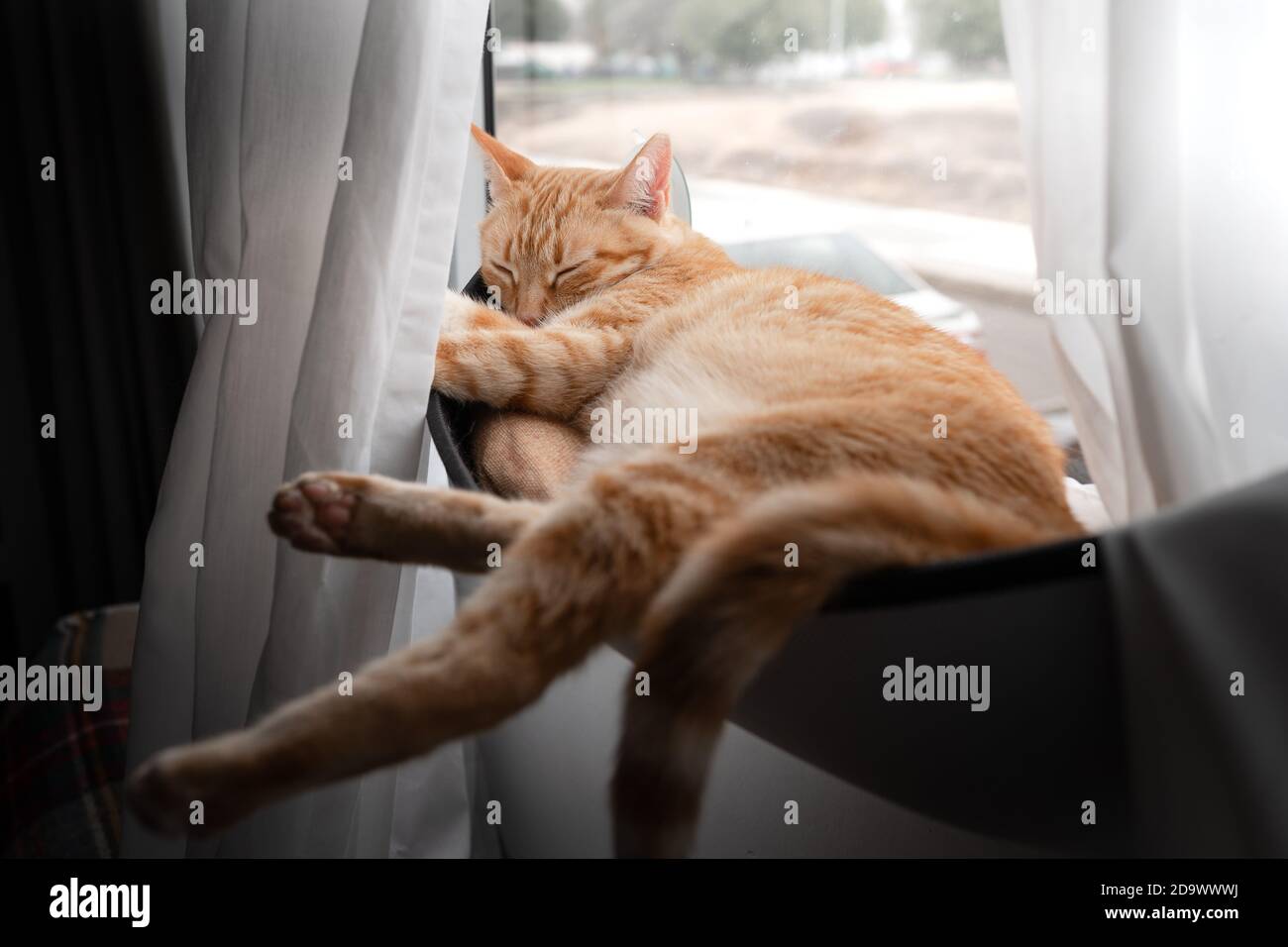 brown tabby cat sleeps on a hammock by the window Stock Photo - Alamy