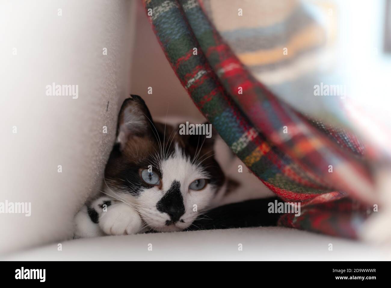 black and white cat with blue eyes hides under a colorful blanket ...