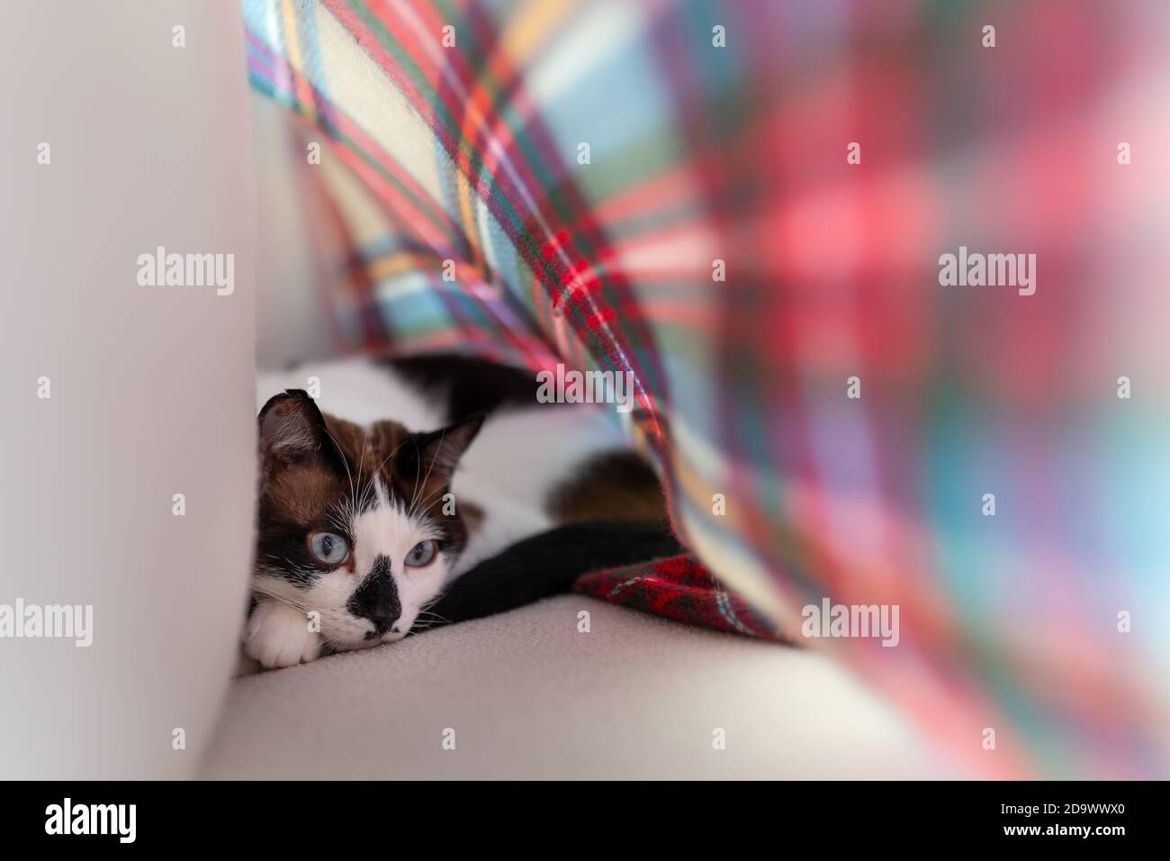black and white cat with blue eyes hides under a colorful blanket ...
