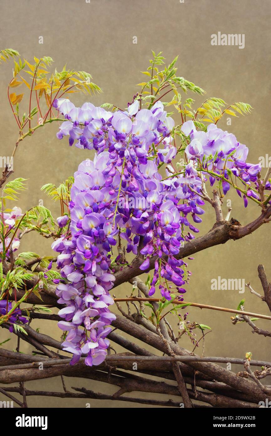 Spring flowers. Blooming wisteria vine against old house wall. Color toning Stock Photo