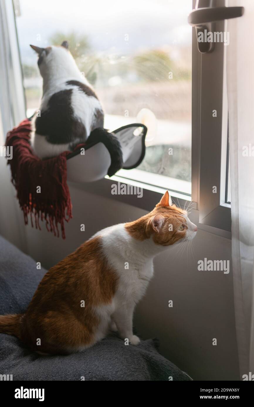 vertical composition. two domestic cats by the window Stock Photo