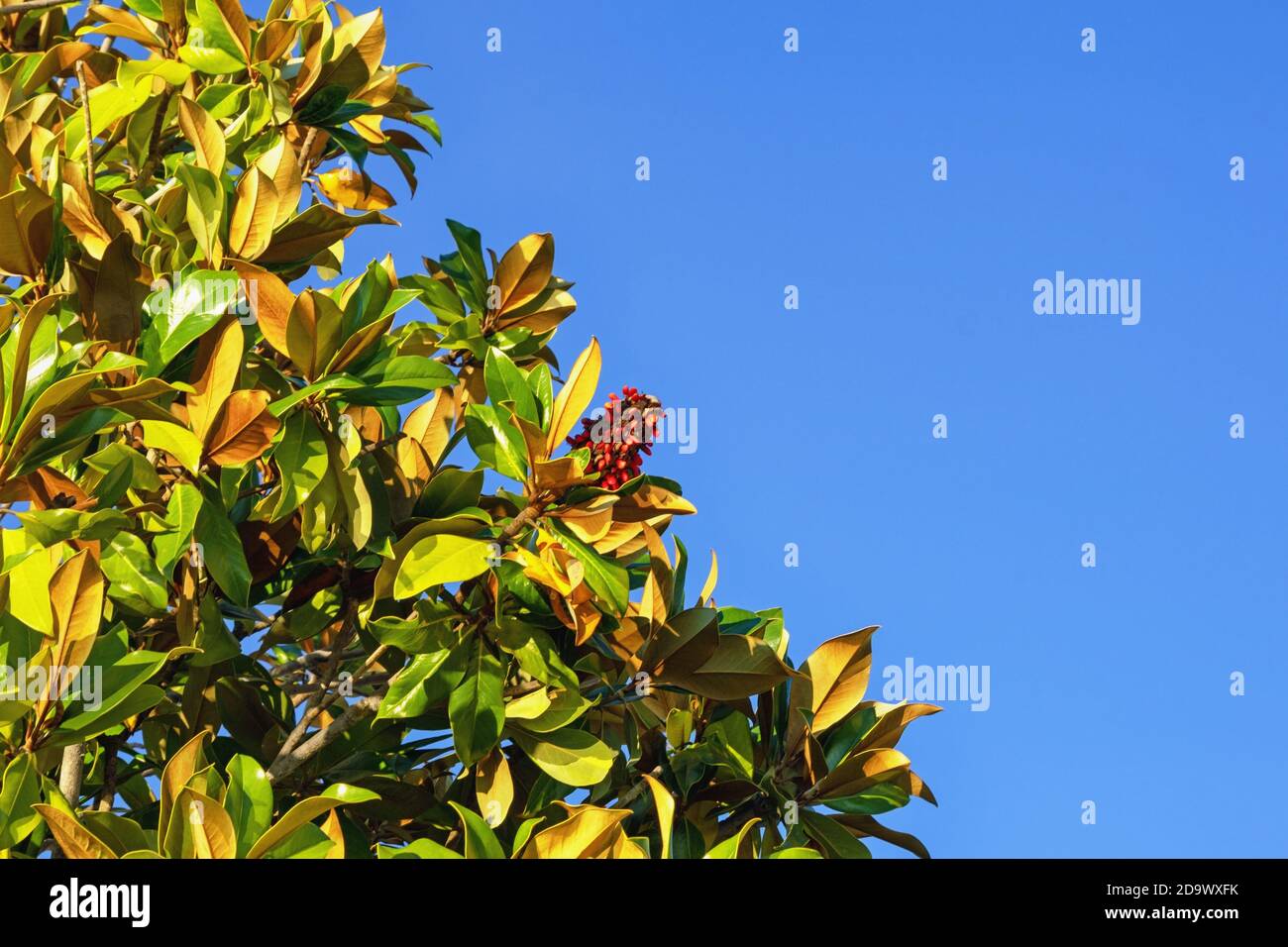 Branches of magnolia tree ( Magnolia grandiflora )  against blue sky on sunny autumn day. Vegetative border, space for text Stock Photo