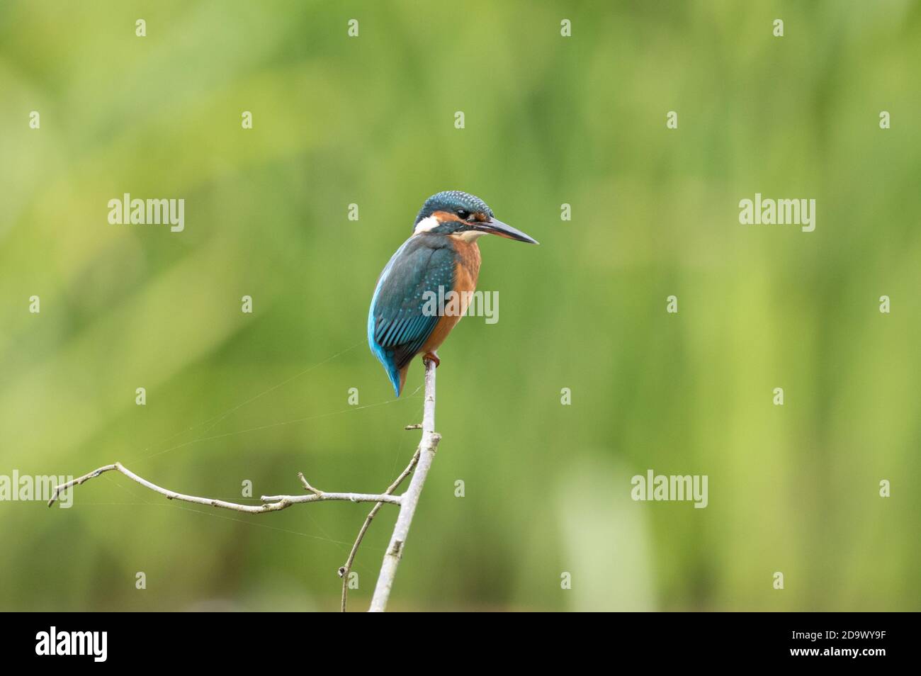 Kingfisher on a fishing perch at High Batts Nature Reserve, near Ripon, North Yorkshire Stock Photo