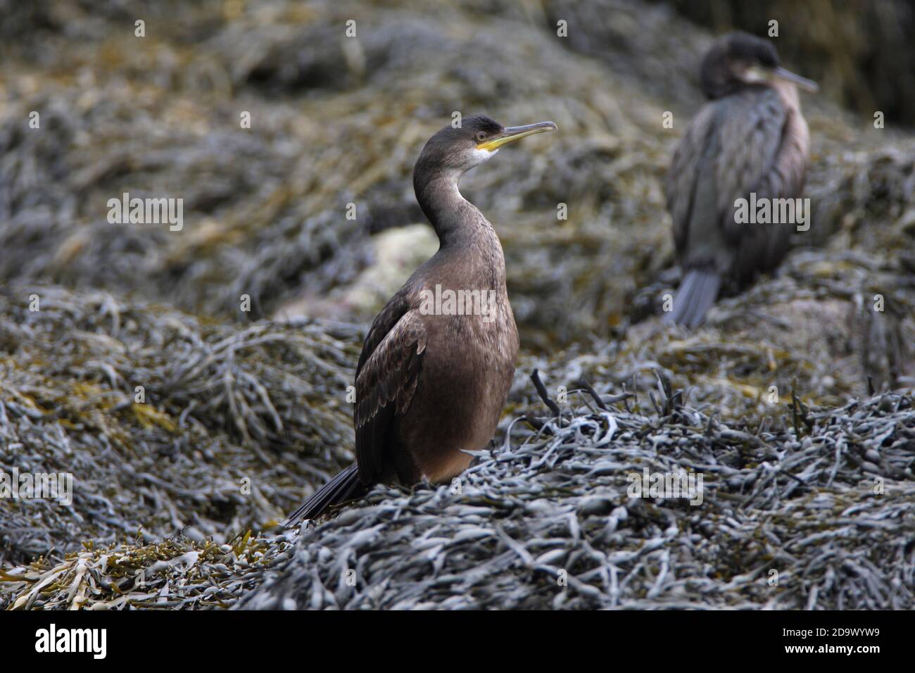 SHAG (Phalacrocorax aristotelis) immature plumage, Scotland. Stock Photo