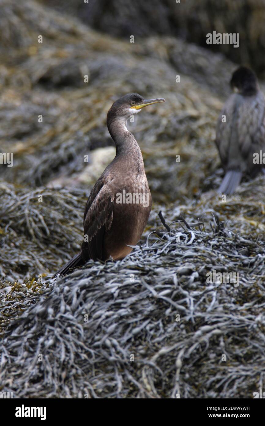 (European) SHAG (Phalacrocorax aristotelis) immature plumage, Scotland. Stock Photo