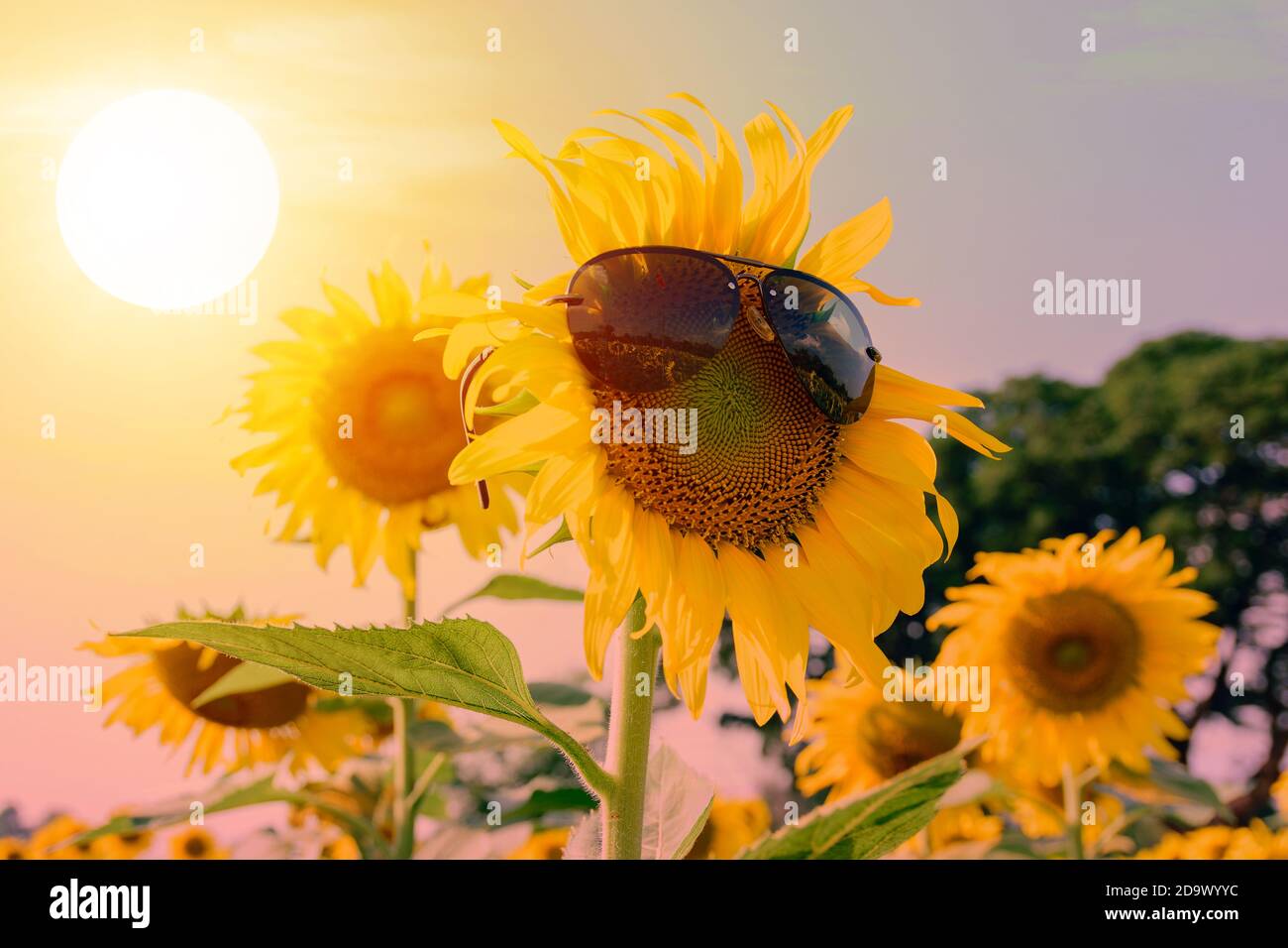 Put the sunglasses on a beautiful sunflower in the garden with colorful sunlight;Vintage filter tone. Stock Photo