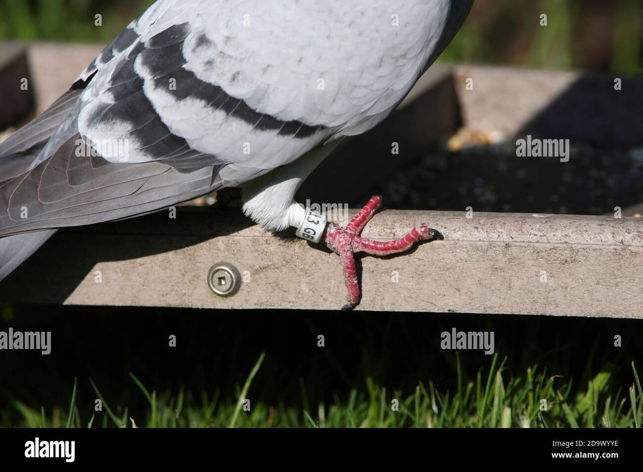Racing PIGEON (Columba livia domestica) with ring on right leg. Stock Photo