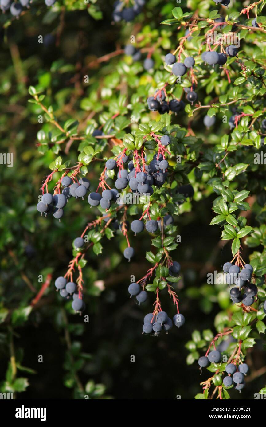 BARBERRY SHRUB (Berberis darwinii) with berries. Stock Photo