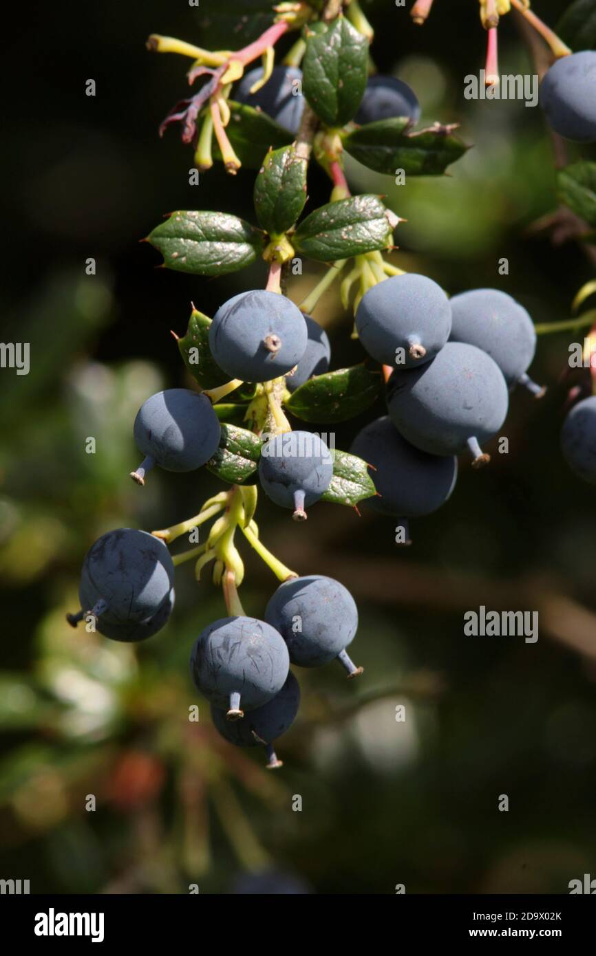 BARBERRY SHRUB (Berberis darwinii) berries. Stock Photo
