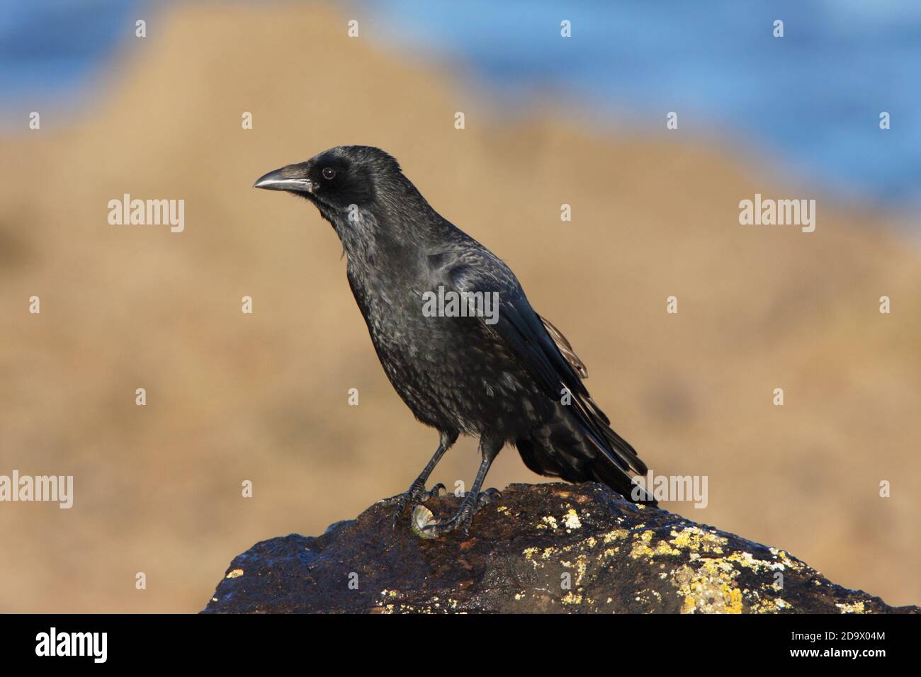 CARRION CROW (Corvus corone) holding an empty limpet shell under its foot, Scotland, UK. Stock Photo