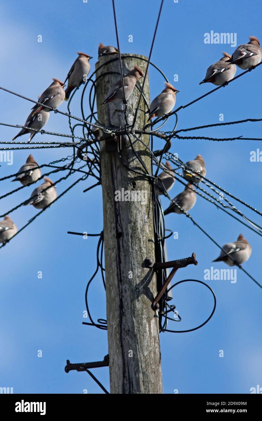 WAXWING, UK. Stock Photo