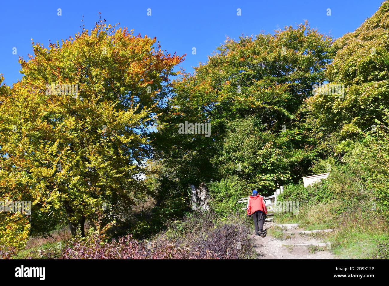 Person walking through autumn leaves hi-res stock photography and ...
