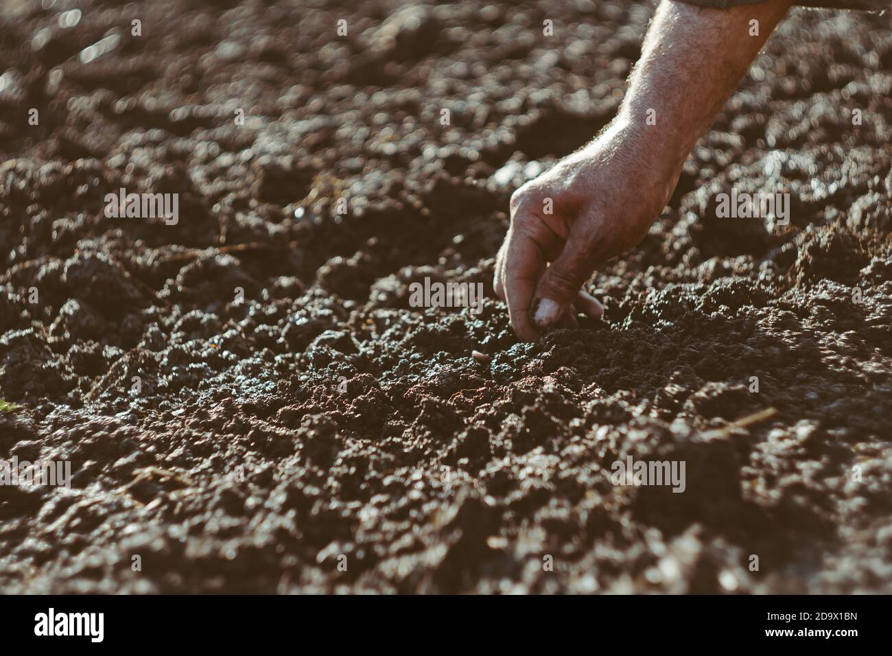 planting seeds in the ground Stock Photo Alamy