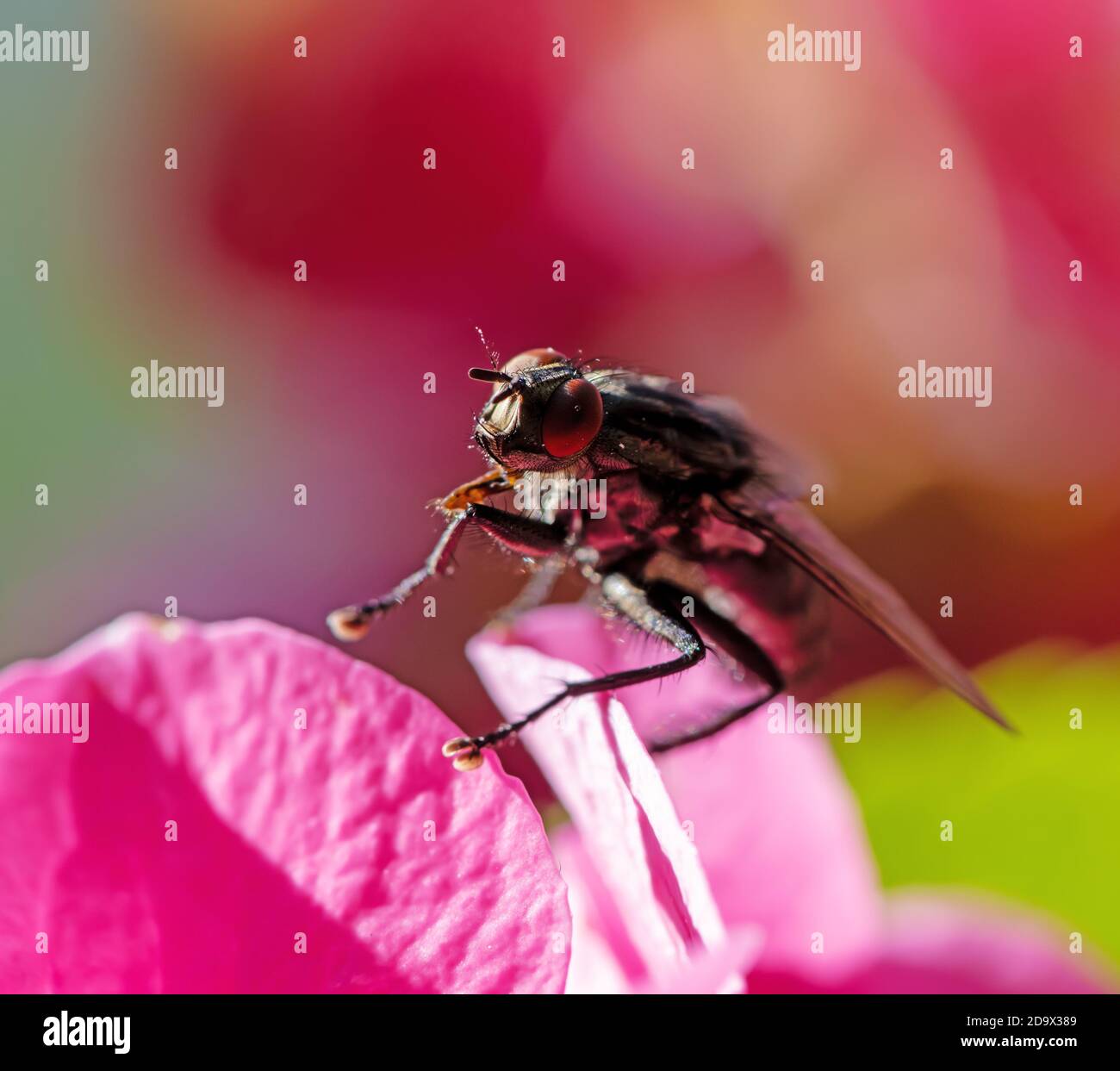 Macro of a fly sitting on a blossom Stock Photo