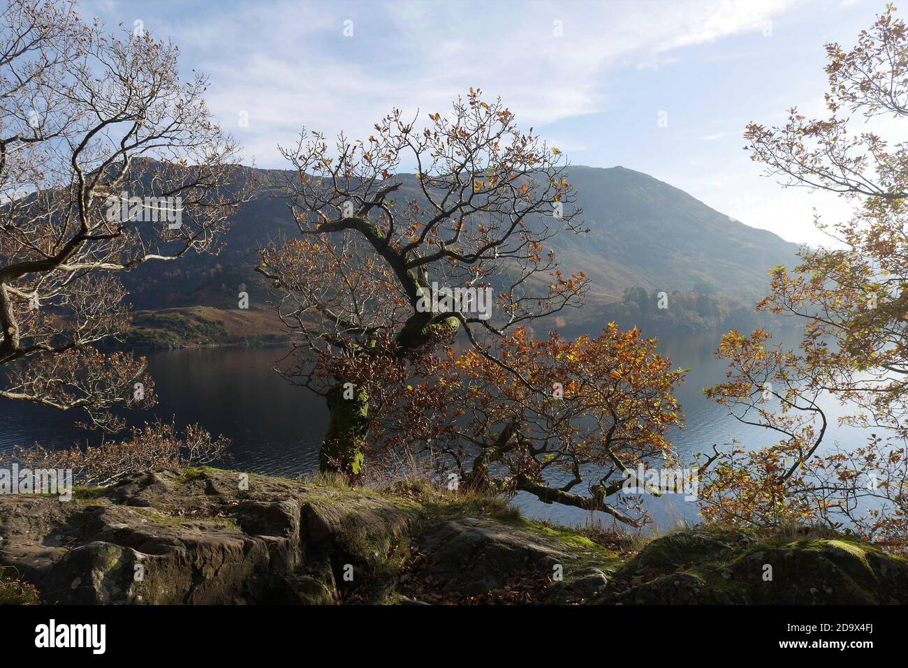 Oak Trees in Autumn Colours, above Ullswater, Lake District National Park, Cumbria, England, United Kingdom Stock Photo