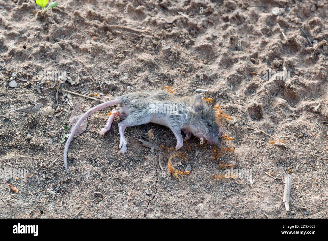 A swarm of ants was eating the corpses of a dead rat on the ground Stock Photo Alamy