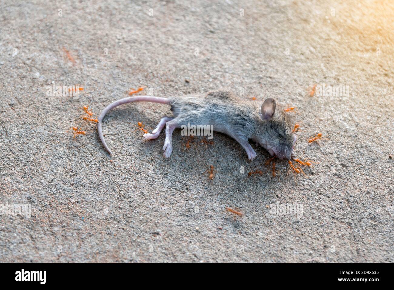 A swarm of ants was eating the corpses of a dead rat on the concrete floor Stock Photo Alamy