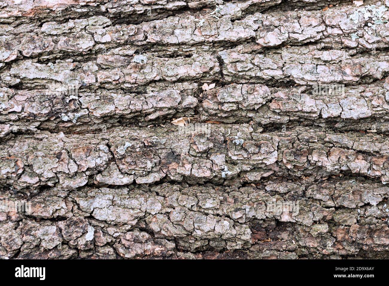 old tree bark texture, natural real backdrop for your design Stock Photo