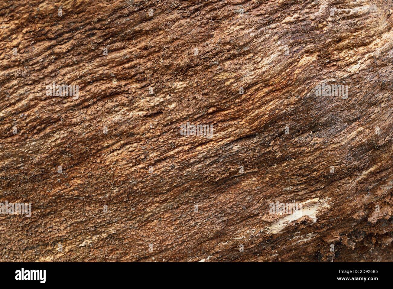 rotten wood texture on old log, natural backdrop ready for your design Stock Photo