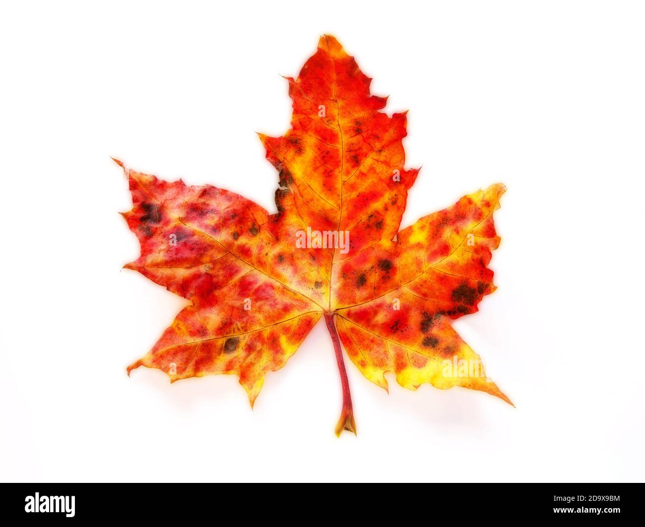 Sycamore leaf in autumnal colours on a plain background Stock Photo