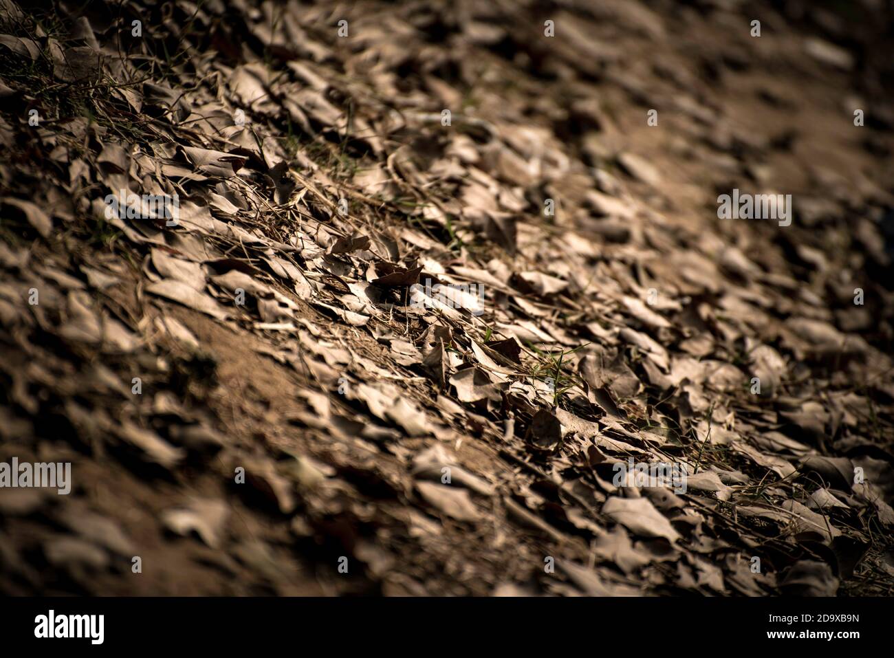 Dry leaves lying down on ground as a background Stock Photo